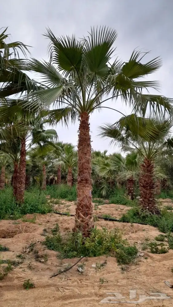 نخل واشنطني 0
