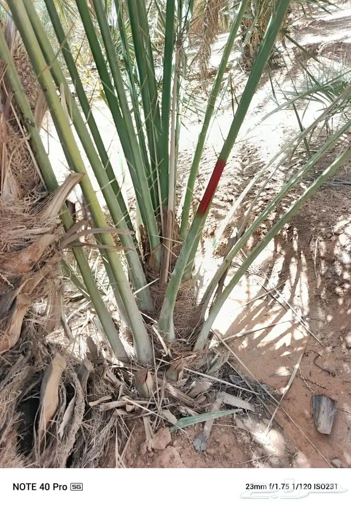 نخيل مثمر 2