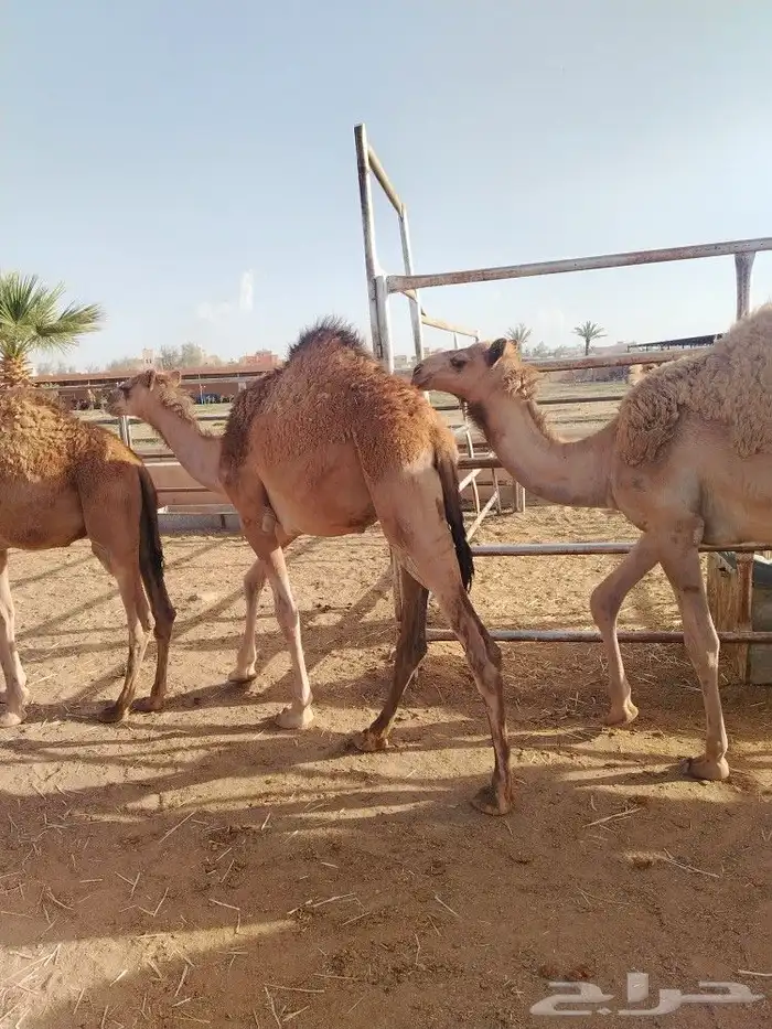 حشوان بلدي مغلقة 3