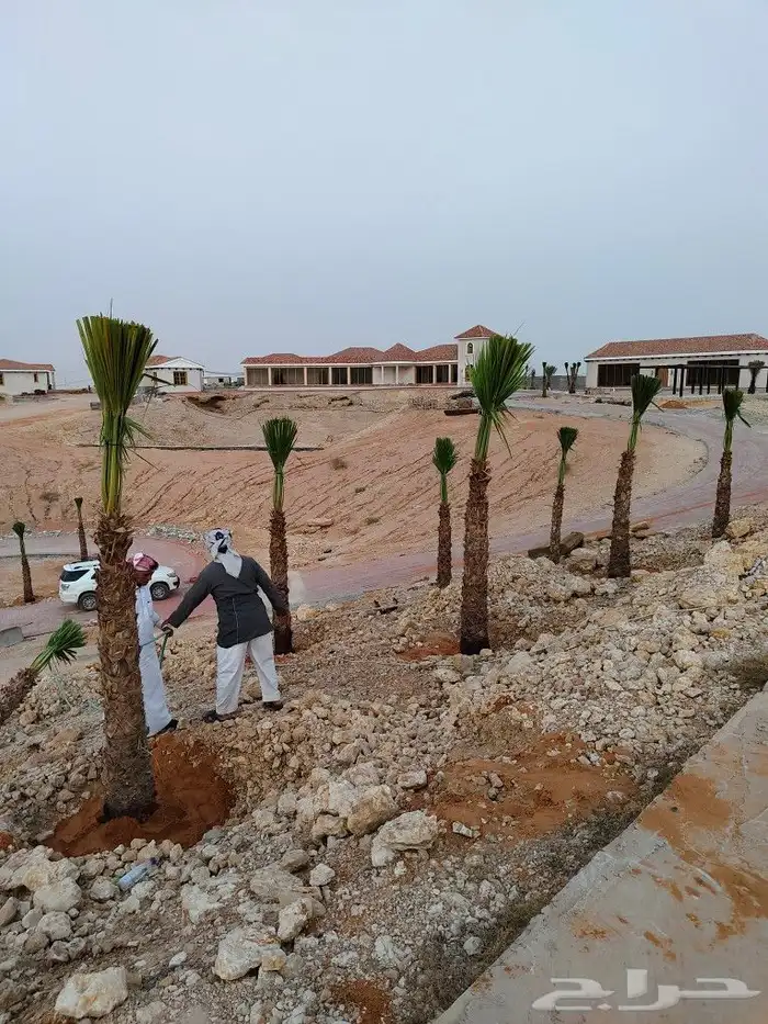 واشنطونيا زينه امريكي 20