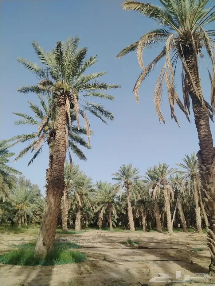 بيع نخل بالغريف الطول يتروح من 5 متر وفوق والسعر الحبه 50 ري 3