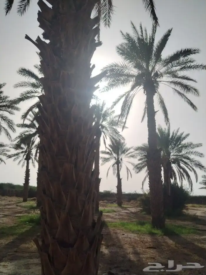 بيع نخل بالغريف الطول يتروح من 5 متر وفوق والسعر الحبه 50 ري 4