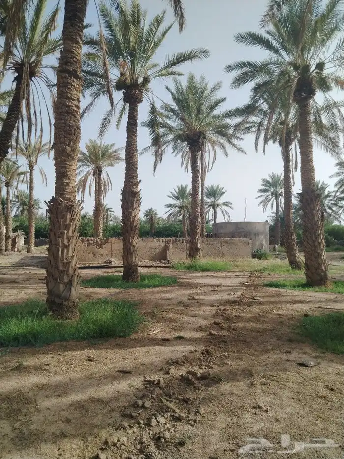بيع نخل بالغريف الطول يتروح من 5 متر وفوق والسعر الحبه 50 ري 1