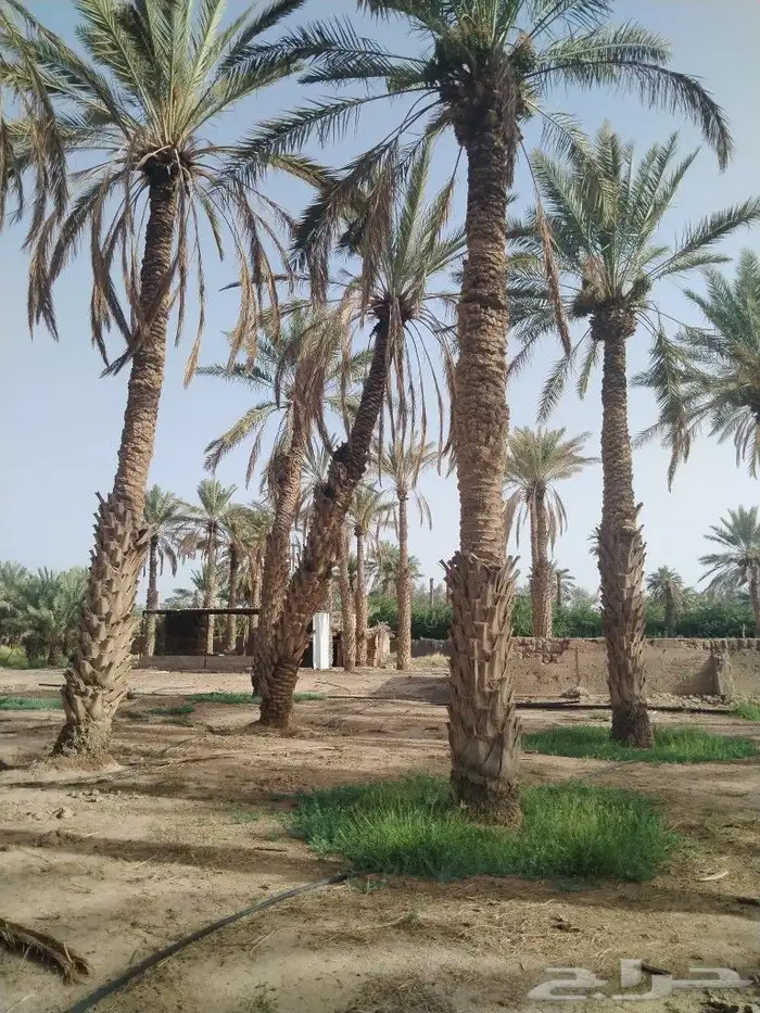 بيع نخل بالغريف الطول يتروح من 5 متر وفوق والسعر الحبه 50 ري 0