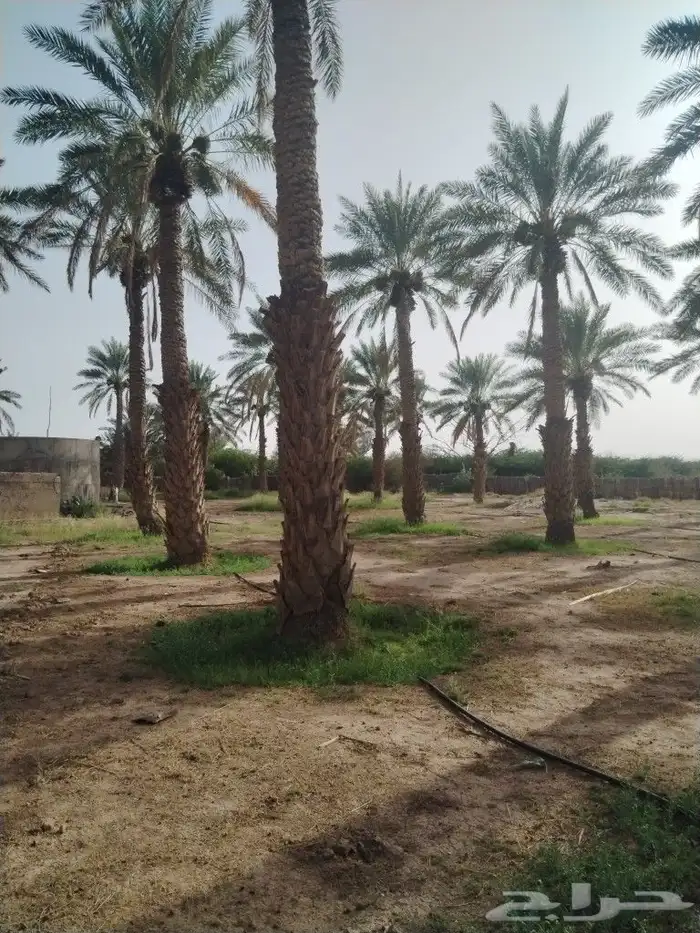 بيع نخل بالغريف الطول يتروح من 5 متر وفوق والسعر الحبه 50 ري 2