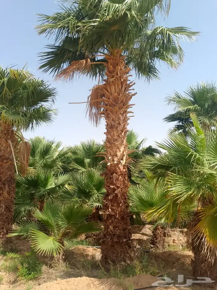 يتوفرواشنطني متين للتواصل 0
