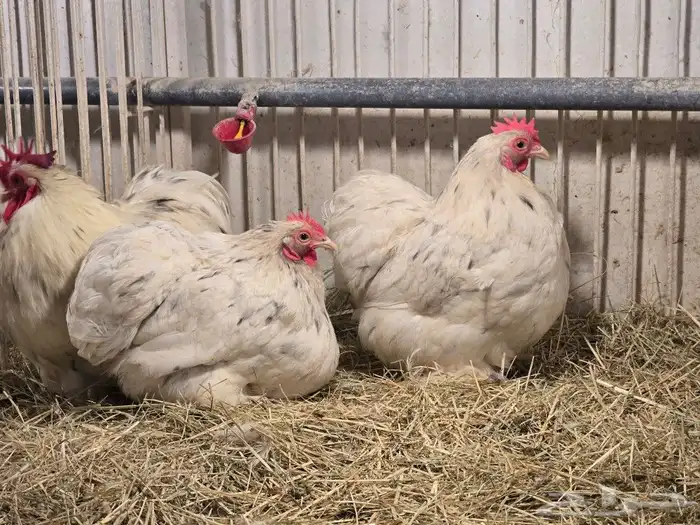 للبيع طقم دجاج كوشن سبلاش 3
