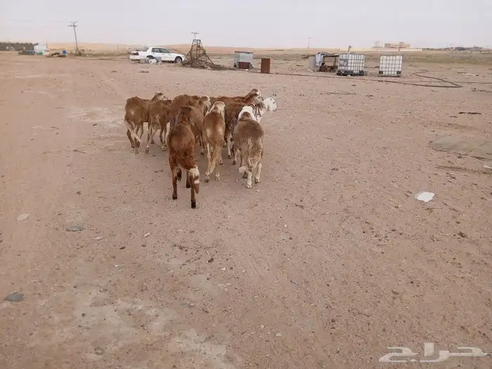 سواكن ضحايا 3