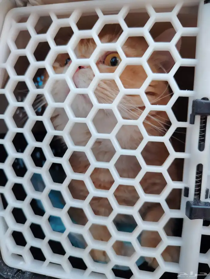 توصيل حيوانات اليفه توصيل طيور 2