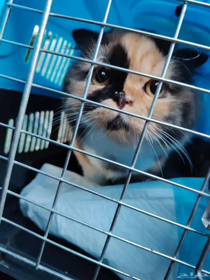 توصيل حيوانات اليفه توصيل طيور 1