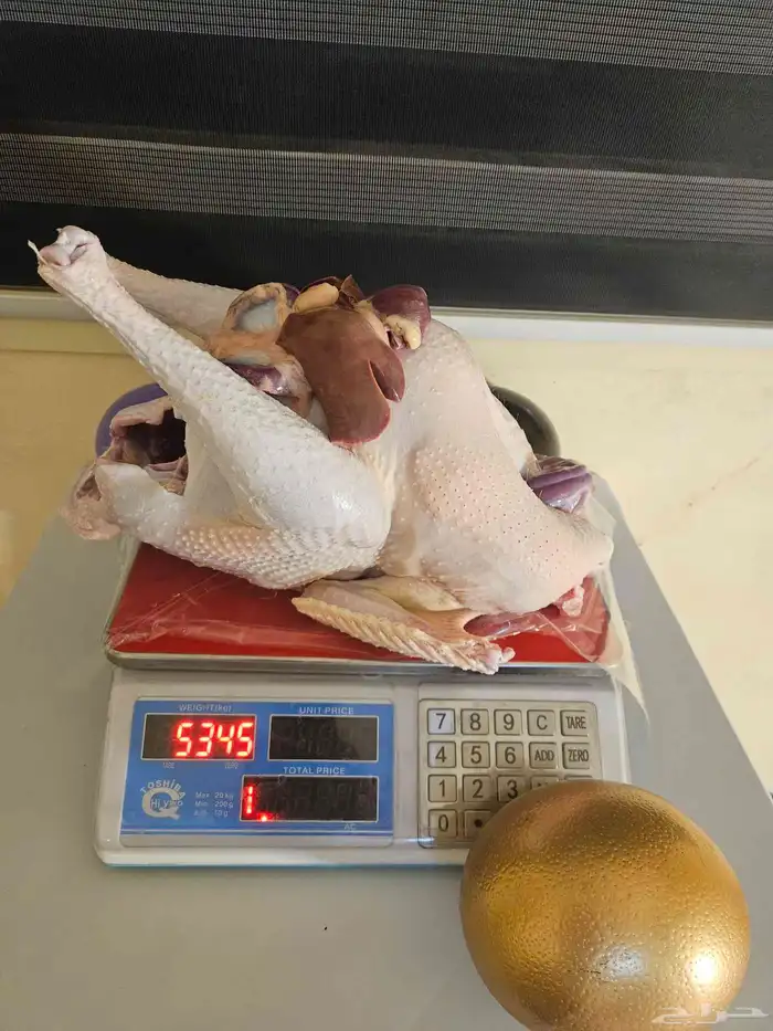 ديك رومي ذبح طازج 1