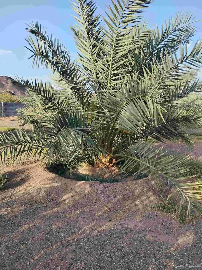 صنو نخل او نخل نقايل كبير وصغير 6