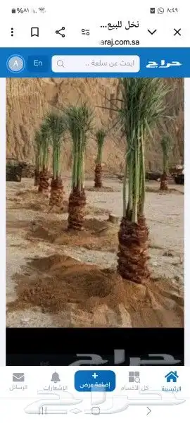 نخل للبيع جميع النواع انخل العربي سكري إخلاص برحي صقعي مجدول 2