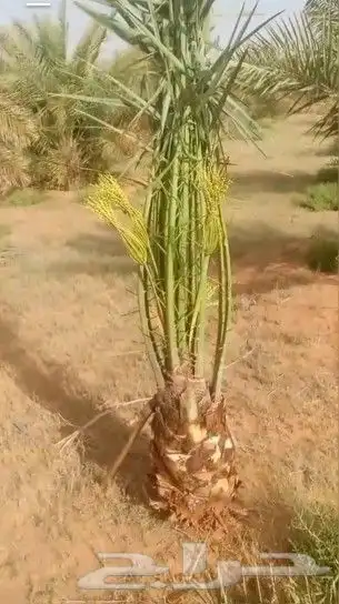 نخل للبيع جميع النواع انخل العربي سكري إخلاص برحي صقعي مجدول 0