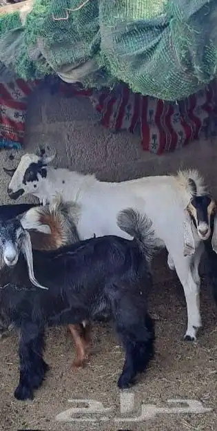 تيس بيشي للبيع 1
