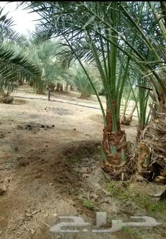 نخل للبيع جميع النواع انخل العربي سكري إخلاص برحي صقعي مجدول 4