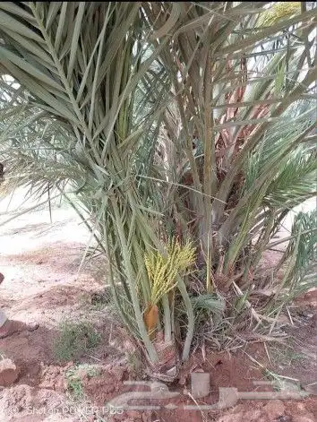 نخل للبيع جميع النواع انخل العربي سكري إخلاص برحي صقعي مجدول 3