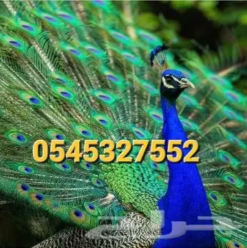 جوز فروخ طاؤوس 3