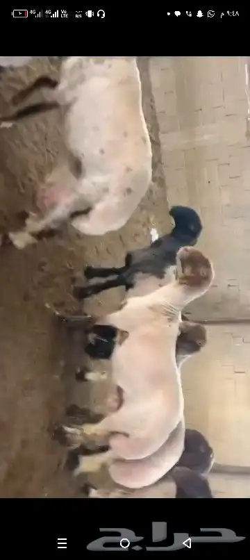 ندر النعيم الصنف غنم دفيع فواخر 24