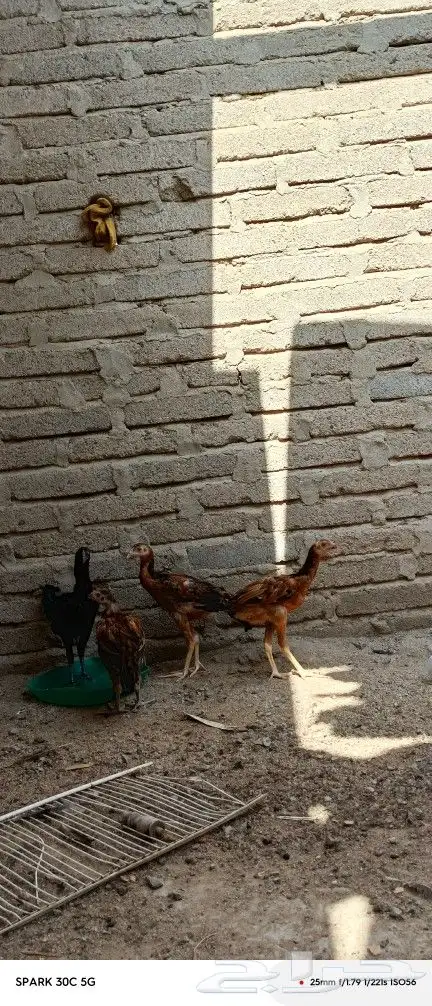 دجاج للبيع 4