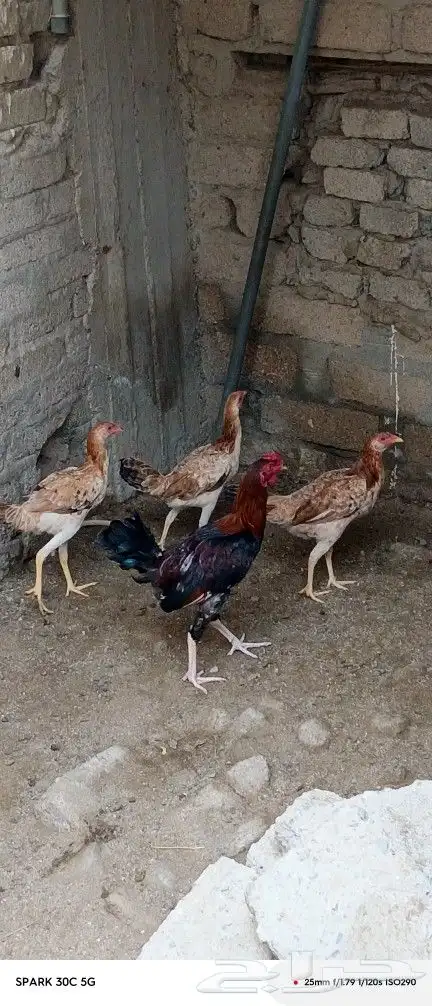 دجاج للبيع 0