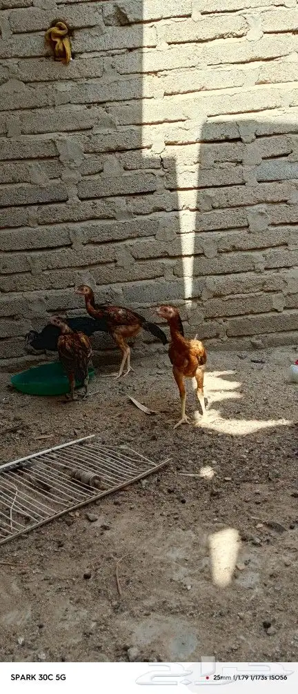 دجاج للبيع 3
