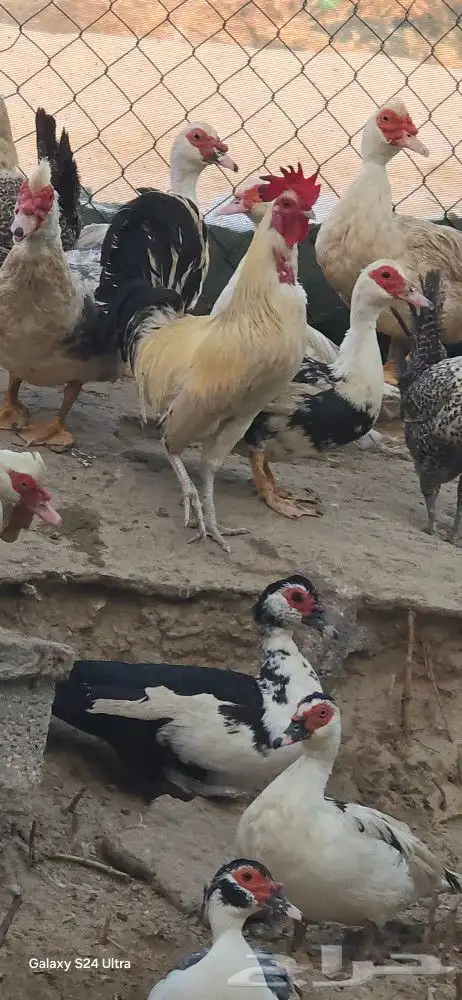 بط مصري 0