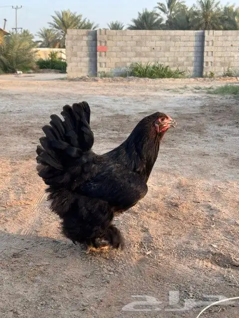 دجاج براهما 13