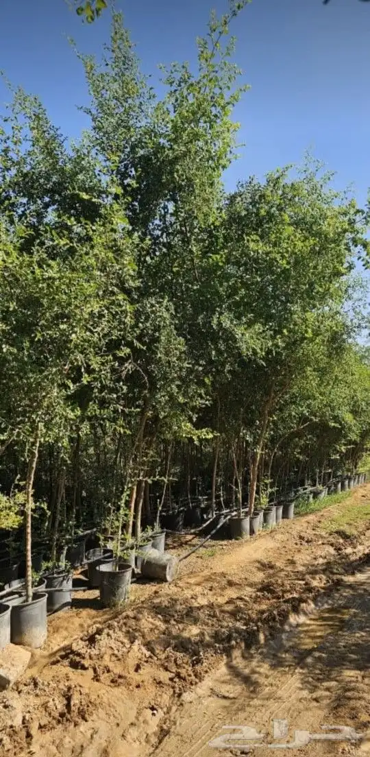 نخل عربي اشجار زيتون نخل وطني سدر ترنماليا لسان العصفور واشن 8