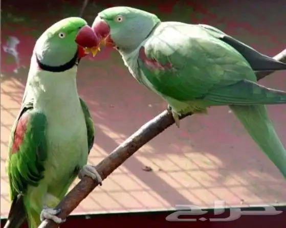 درة نيبالية حجم جامبو 3