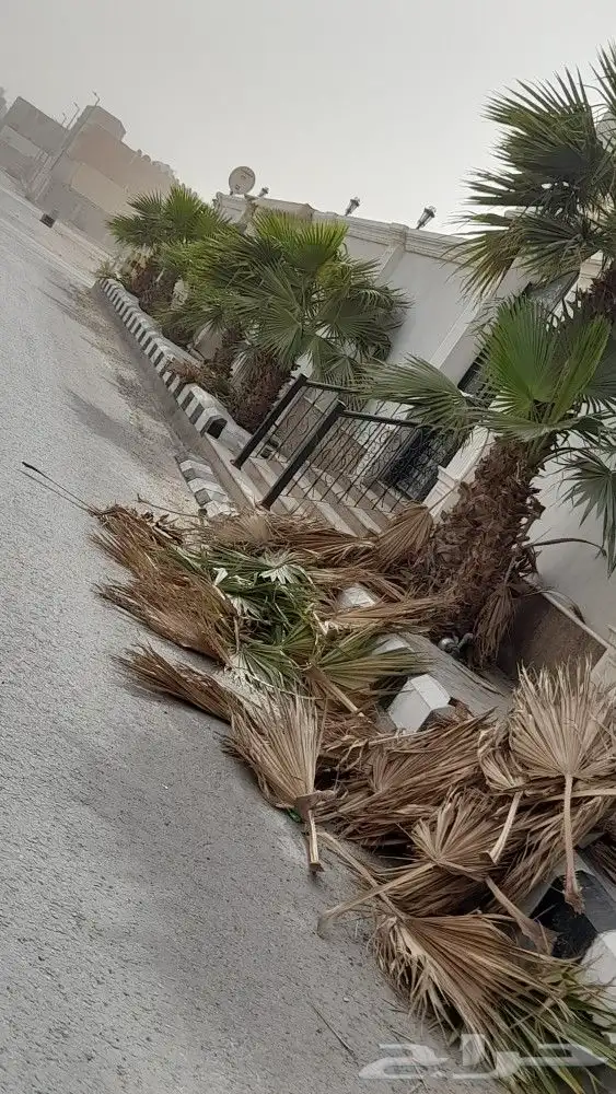 تنسيق وتنظيف الحدائق 3