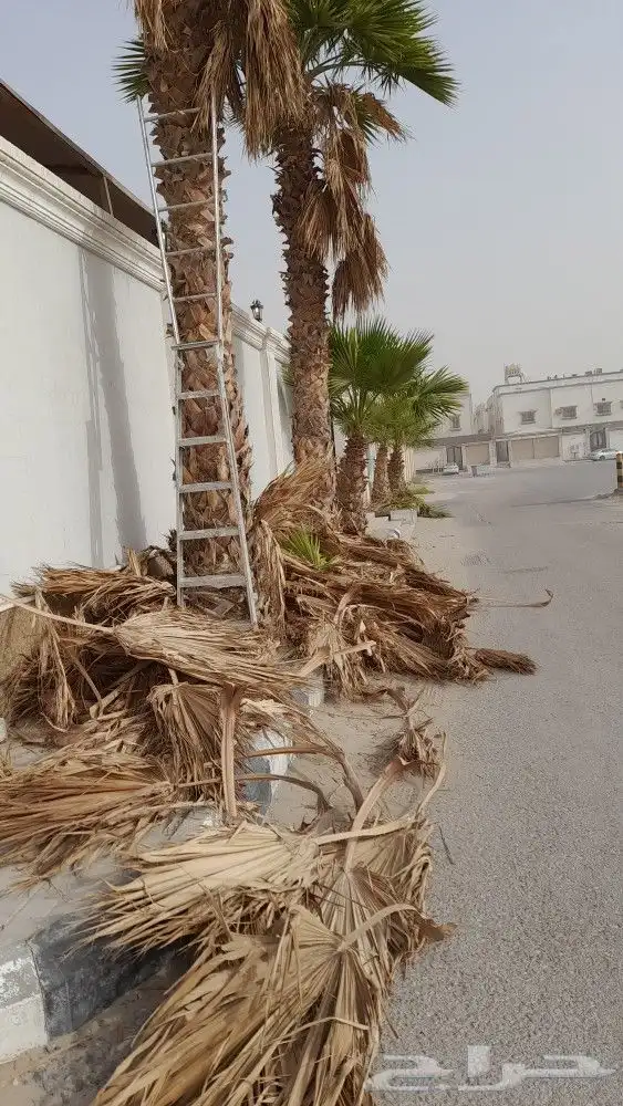 تنسيق وتنظيف الحدائق 4
