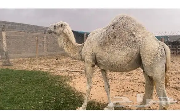 ناقه وضحى طيبه للبيع 1