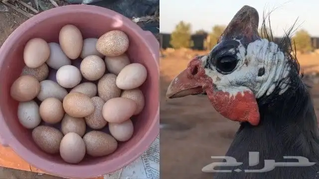 بيض دجاج حبش مخصب وجديد 40بيضه 0