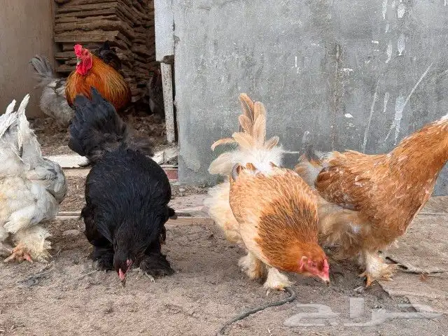 دجاج براهما 6