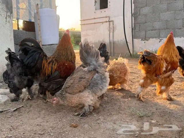 دجاج براهما 15
