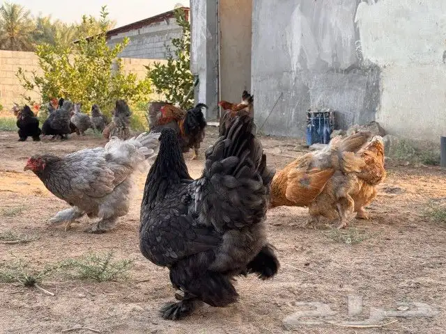 دجاج براهما 9