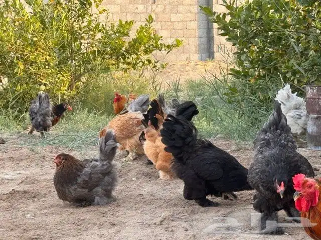 دجاج براهما 2