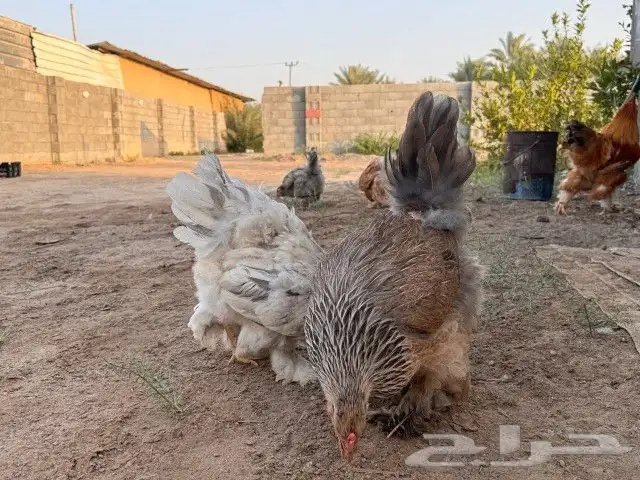 دجاج براهما 18