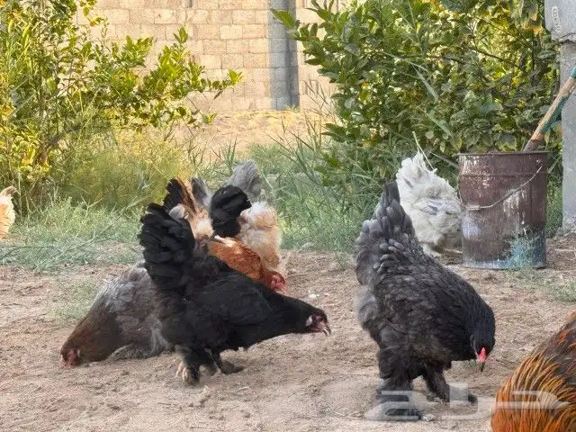 دجاج براهما 1