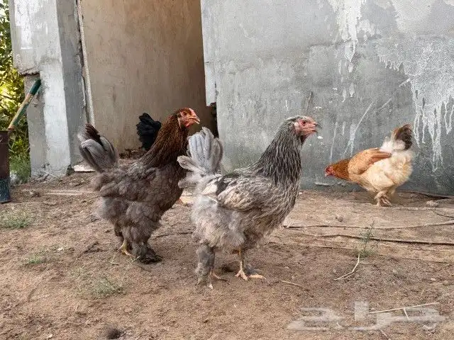 دجاج براهما 17