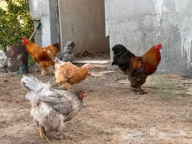 دجاج براهما 4
