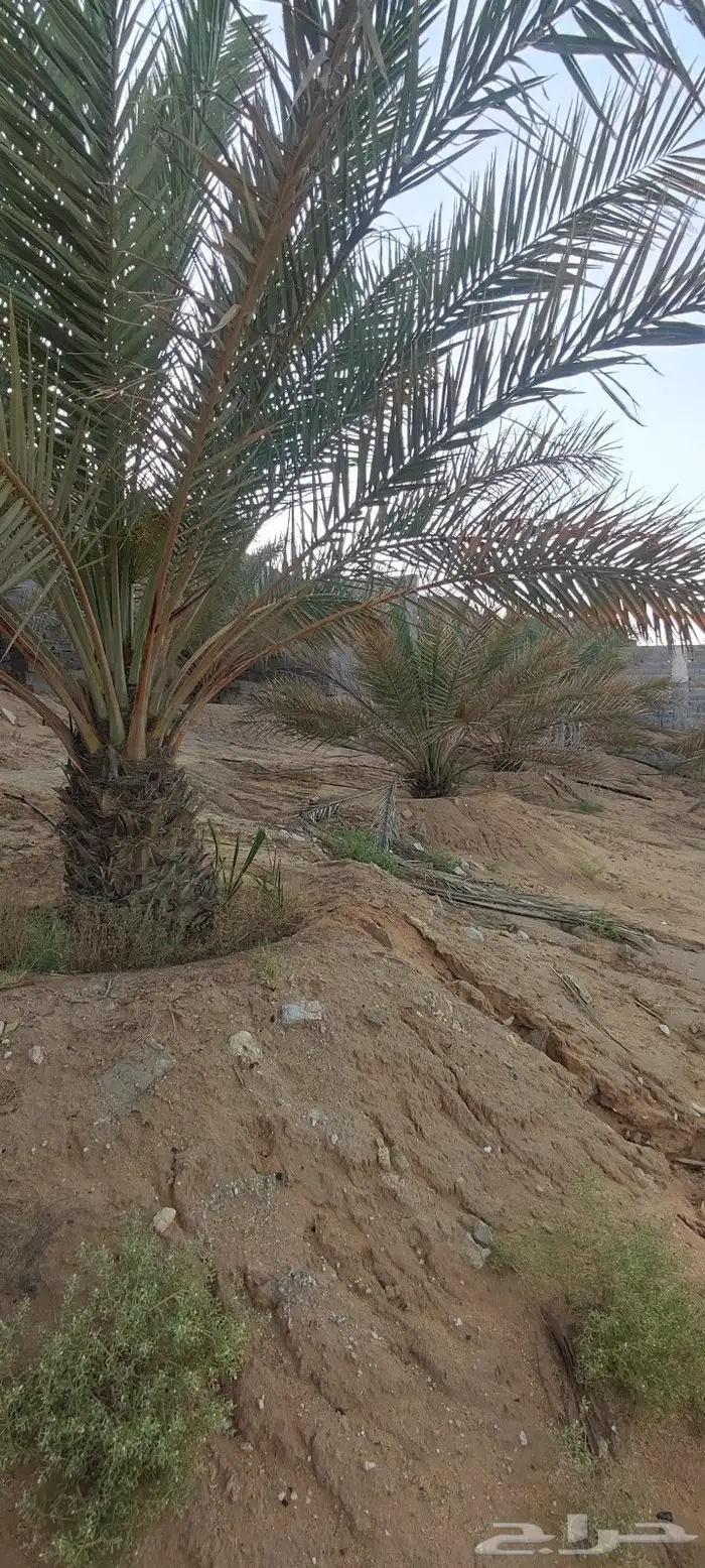 نخل سكري جثايث للبيع الطول متر ومترين وثلاث أمتار 1