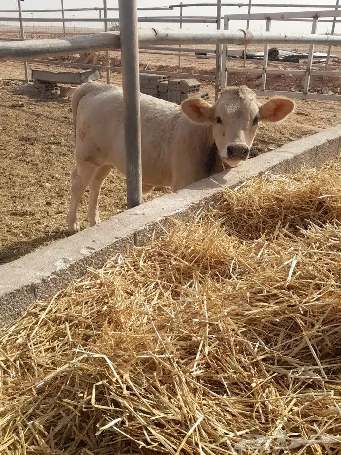 بقرة المانيه منيحة طيبه من الاخر 4