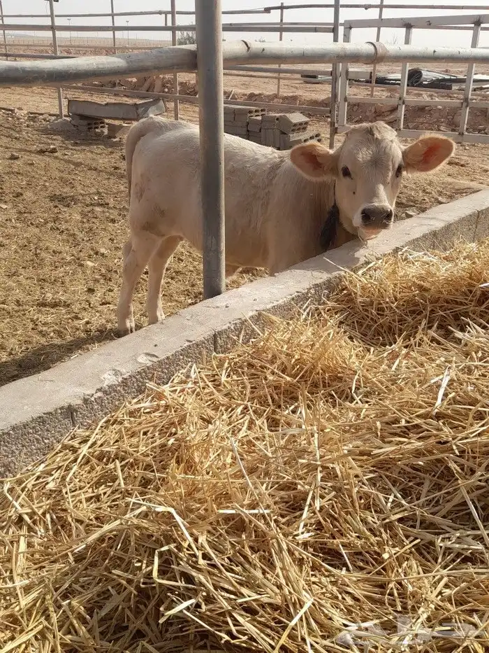 بقرة المانيه منيحة طيبه من الاخر 5