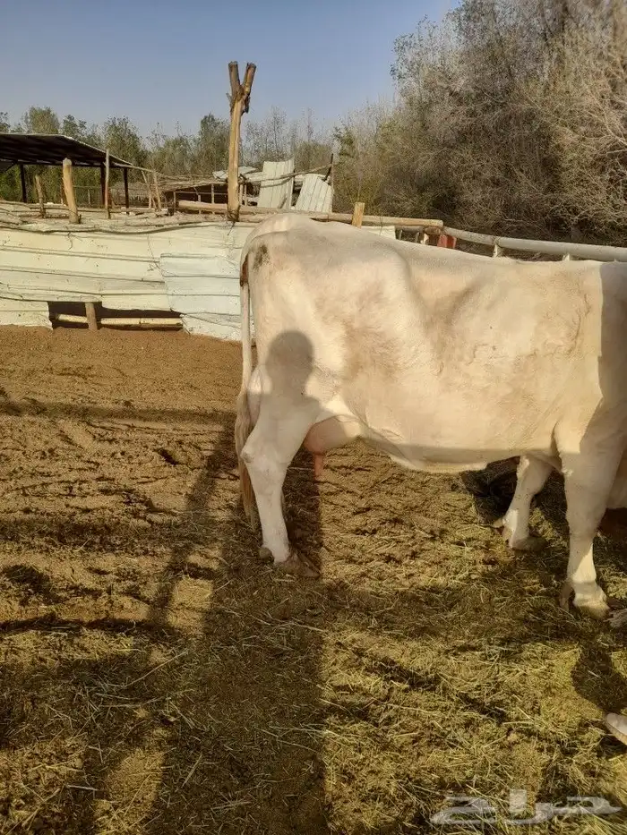 بقرة المانيه منيحة طيبه من الاخر 3