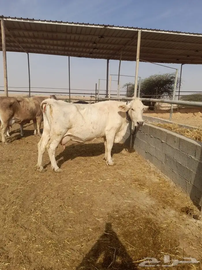 بقرة المانيه منيحة طيبه من الاخر 2