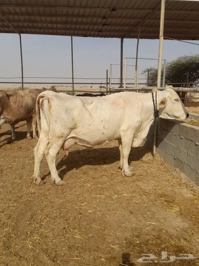 بقرة المانيه منيحة طيبه من الاخر 0