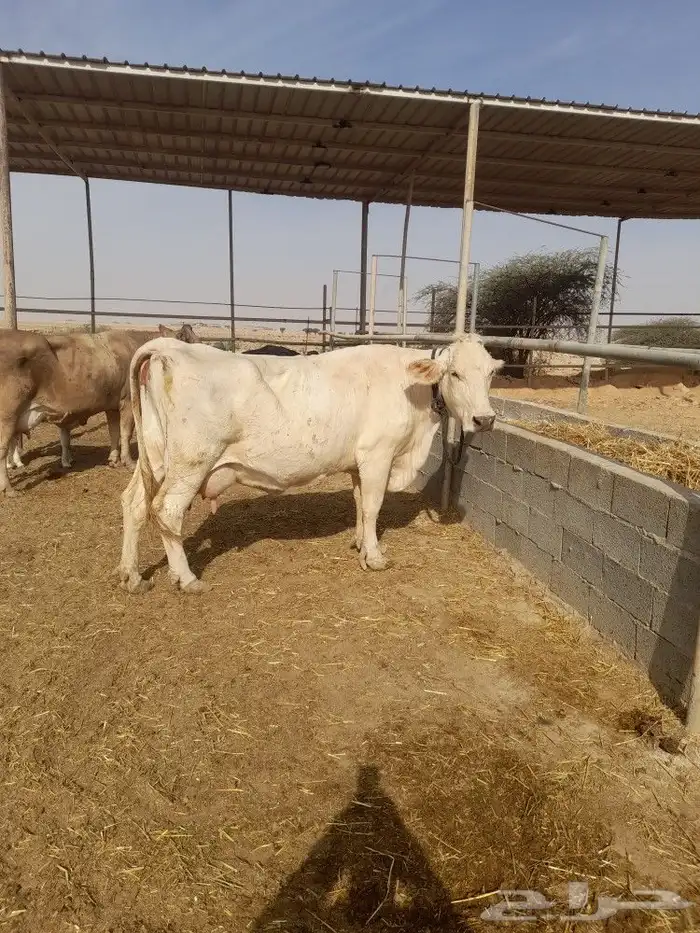 بقرة المانيه منيحة طيبه من الاخر 1