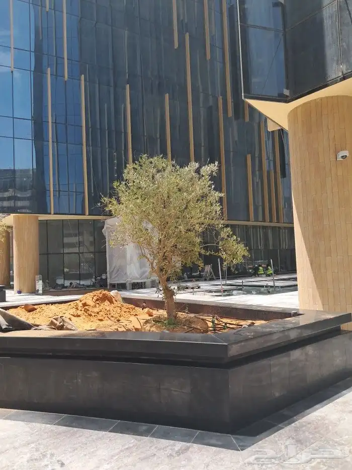 زيتون مثمر نيبالي مراكن 7